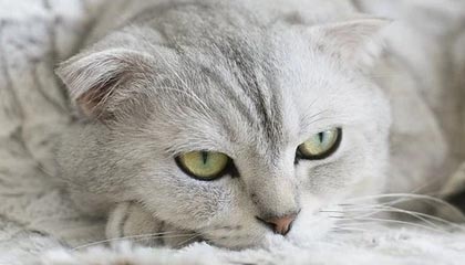 乐鱼-2杆之差无缘晋级 沃尔沃中国公开赛唯一女将告别